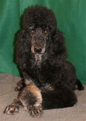 Poodle Poodle