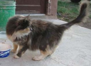 Calico Calico