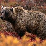 Grizzly Bear