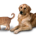 Cat & Dog